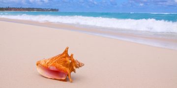 UNCTAD News | Blue BioTrade project set to improve fortunes in the eastern Caribbean