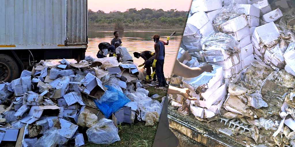 OCC/Haut-Katanga : Destruction de plus de 2 600 cartons de poissons avariés.